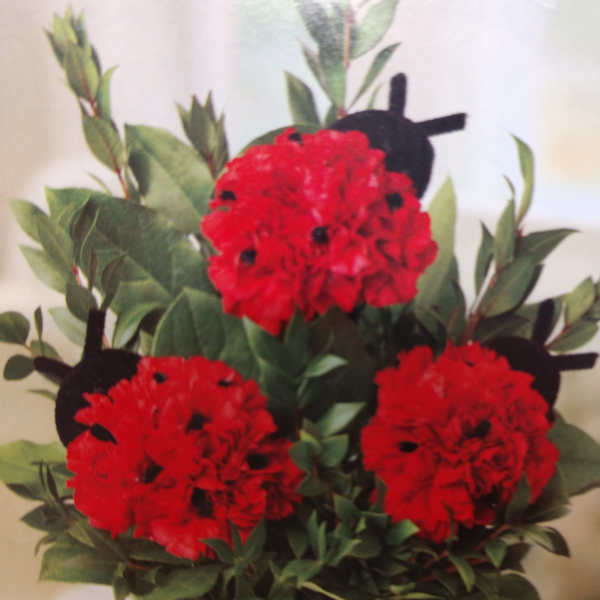 Red carnation arrangement in a light green pot