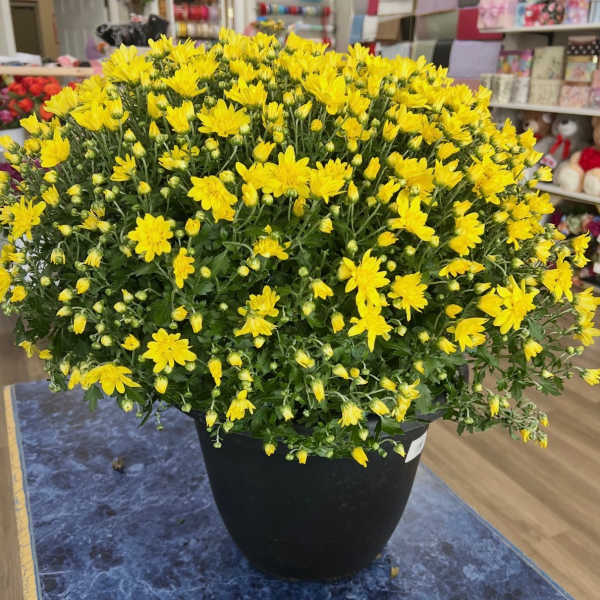Yellow chrysanthemum plant in a black pot