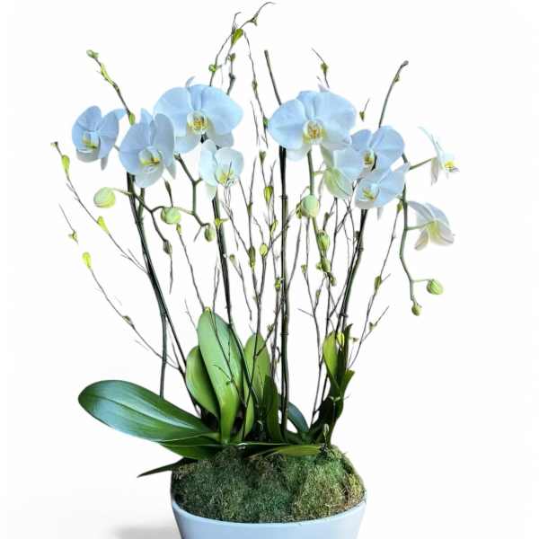 Blue orchids in a light blue pot with moss