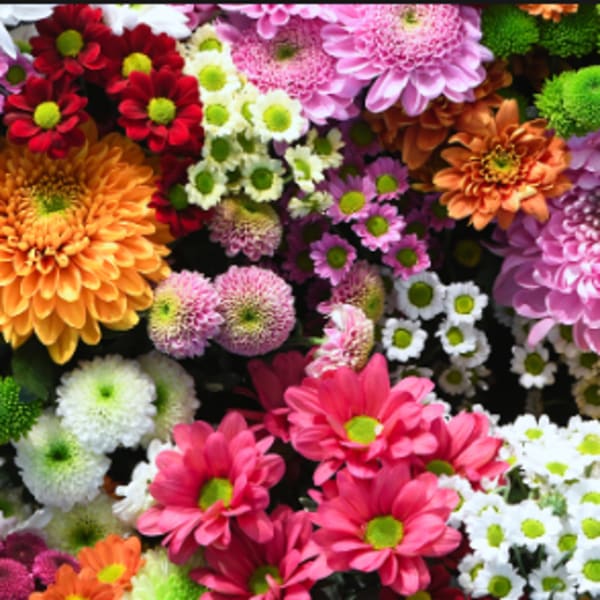 Designer's Choice