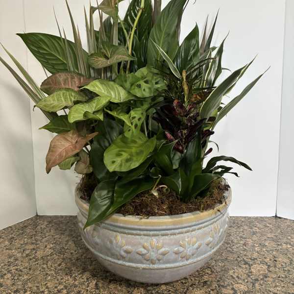 12 inch Dish Garden