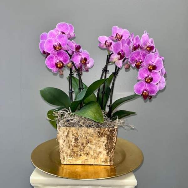 Potted pink orchids in a rustic rectangular container