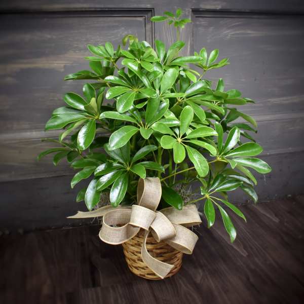 Potted green houseplant in a wicker basket with a burlap bow