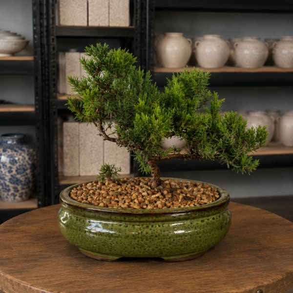 Potted bonsai-style plant in a green ceramic bowl with pebbles