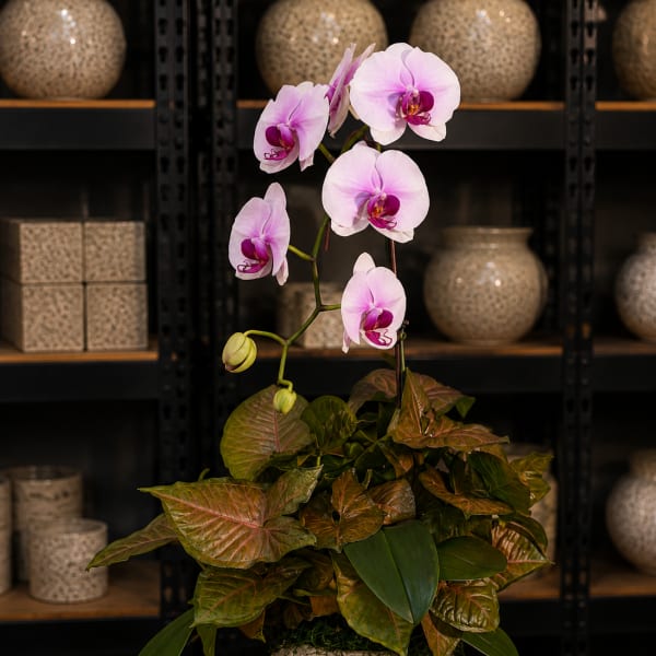 Potted pink orchid with broad green and bronze leaves in a textured ceramic planter