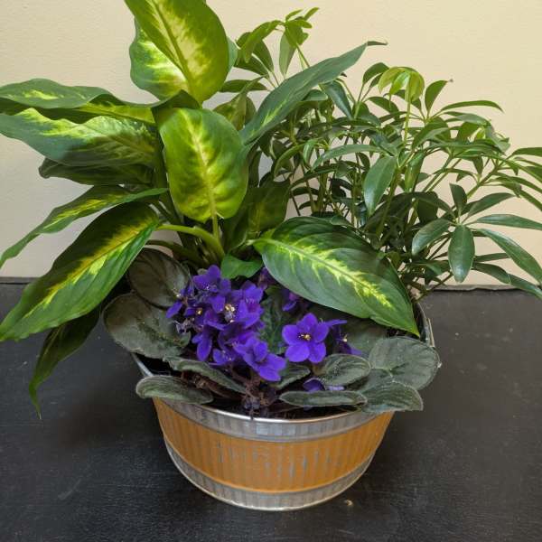 Violet & Vine