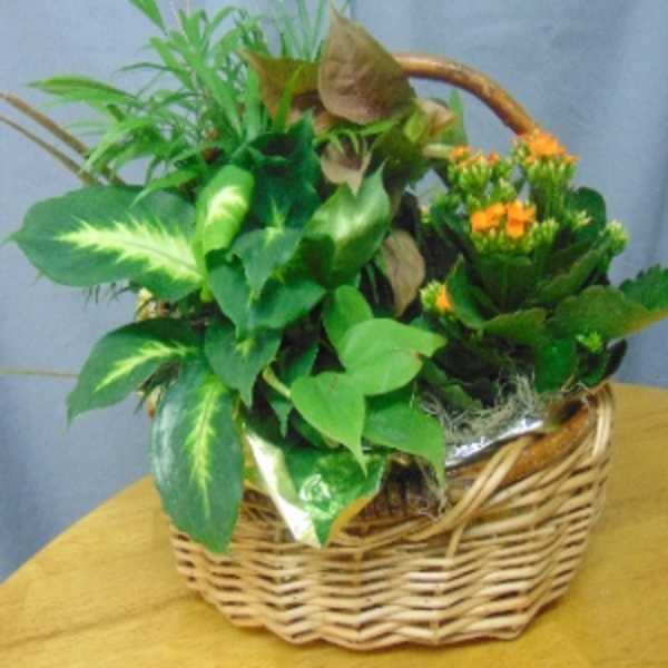Basket of green potted plants with small orange flowers