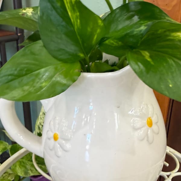Potted green houseplant in a white ceramic pitcher vase