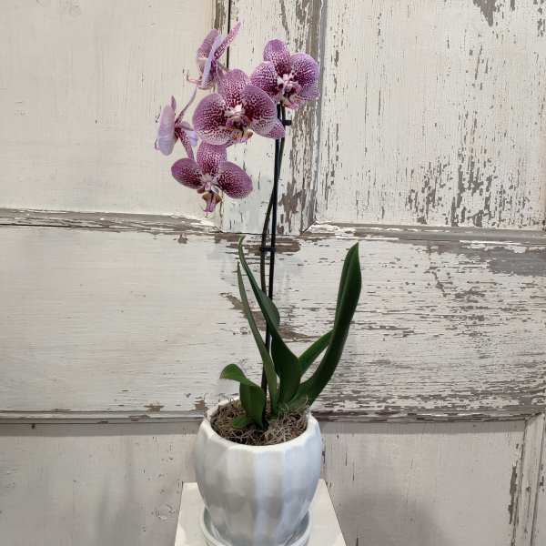 Orchid Plant