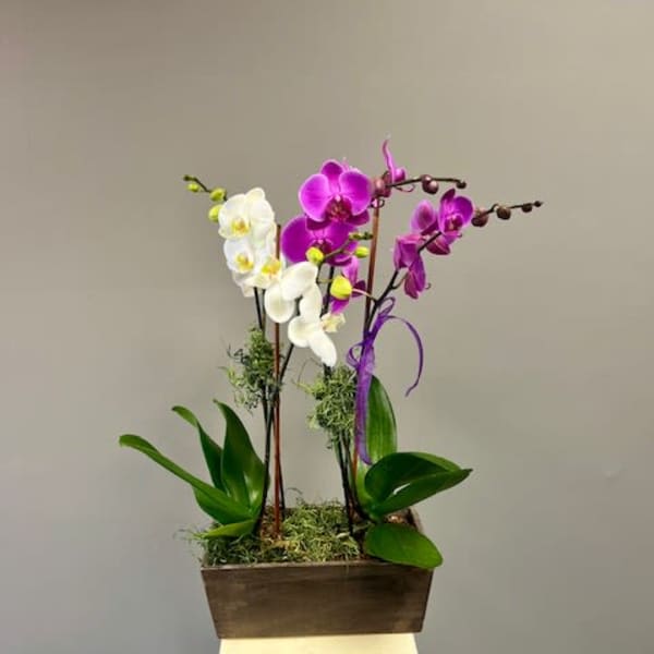 Garden of Orchids