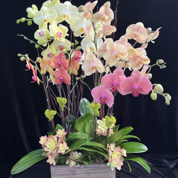 Pink and cream orchids arranged in a wooden planter with succulents