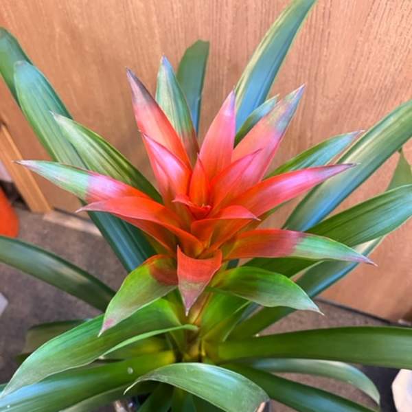 Potted bromeliad with a red-orange center and long green leaves