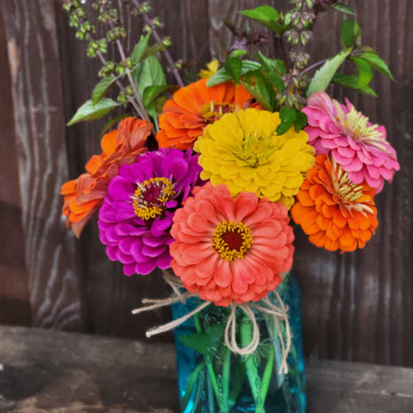 Zinnia Delight
