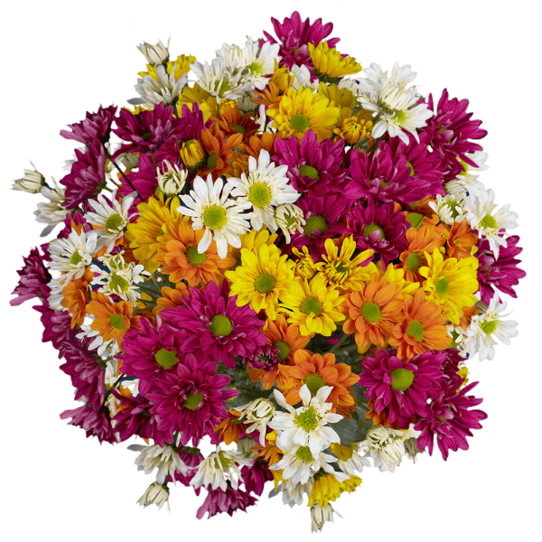 Mixed bouquet of daisies in pink, yellow, orange, and white