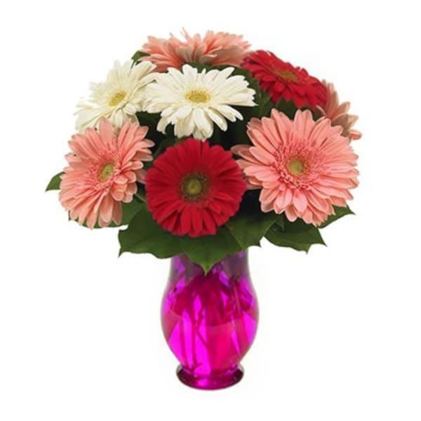 Bouquet of gerbera daisies in a pink vase