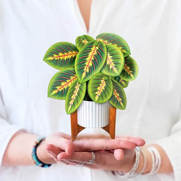 Small potted plant with green and red patterned leaves in a white planter