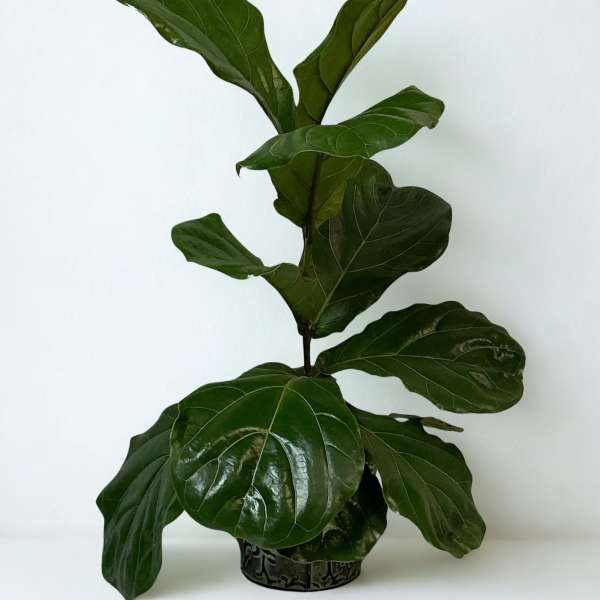 Potted fiddle leaf fig plant with large glossy green leaves