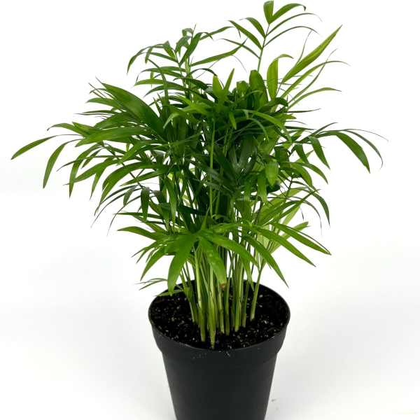 Potted green palm plant in a black nursery pot
