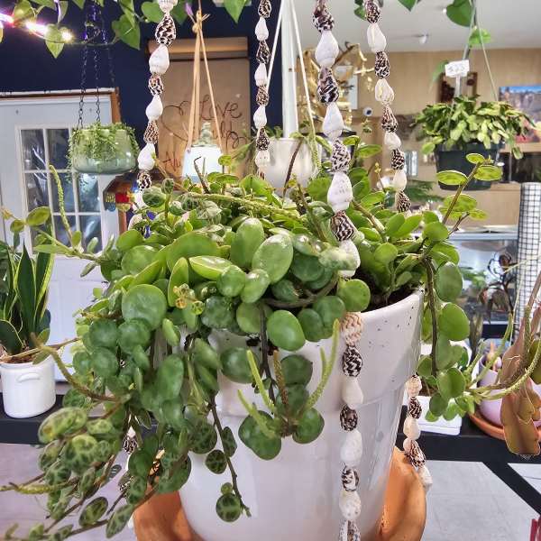 String of turtles