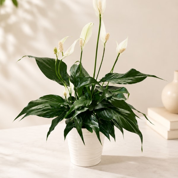 White peace lilies in a white pot with broad dark green leaves