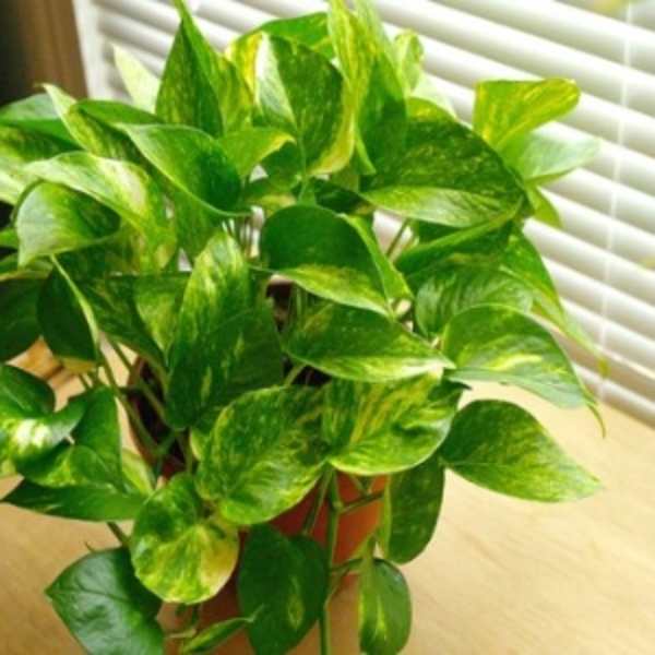 Potted pothos plant with variegated green leaves