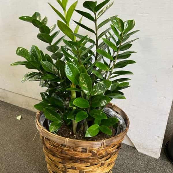 Potted green houseplant in a woven basket planter