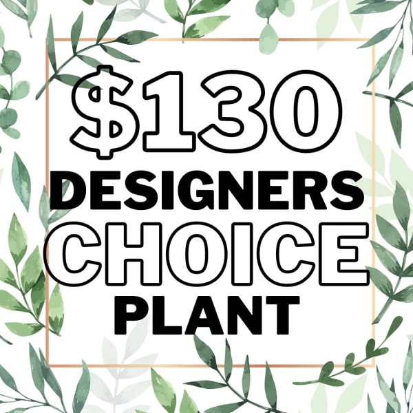 Graphic sign reading "$130 Designers Choice Plant" with leafy border
