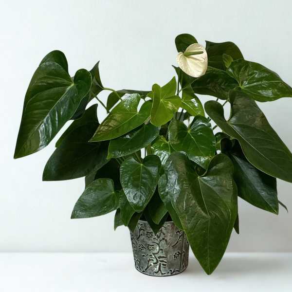Potted plant with glossy dark green leaves and a single white bloom in a decorative metal container