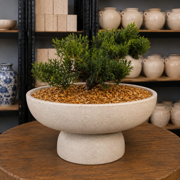 Potted bonsai-style plant in a shallow beige bowl on a pedestal base