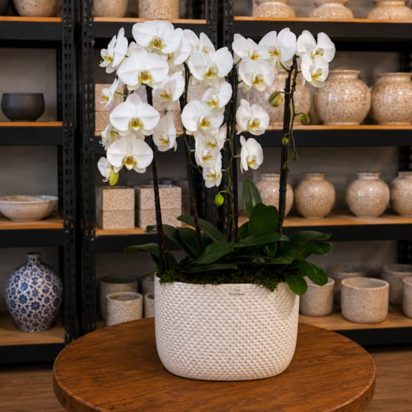 White orchid arrangement in a textured white planter