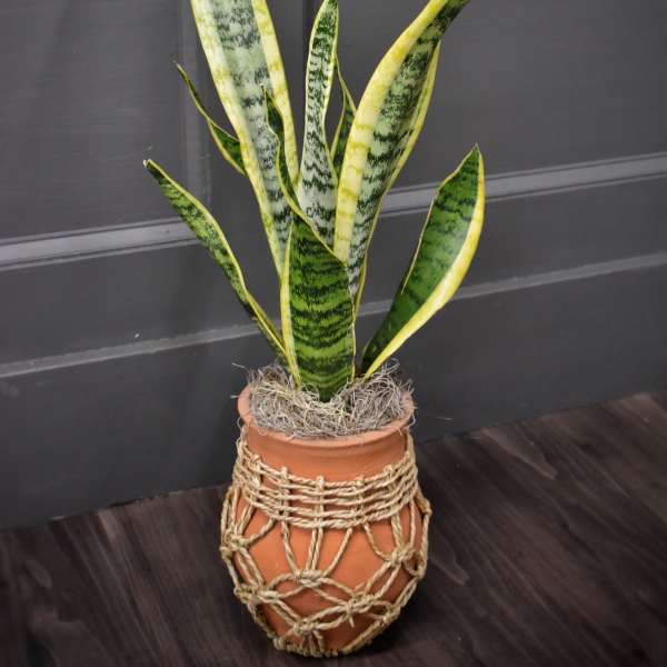 Potted snake plant in a terracotta pot wrapped with rope