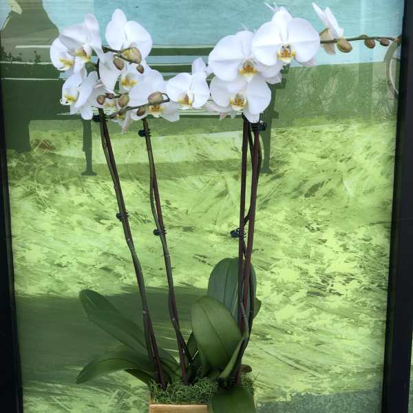 Double Orchid