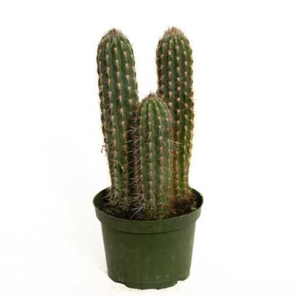 Potted cactus with three tall upright stems