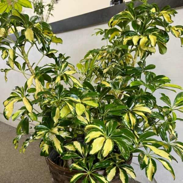 Variegated potted plant in a woven basket planter