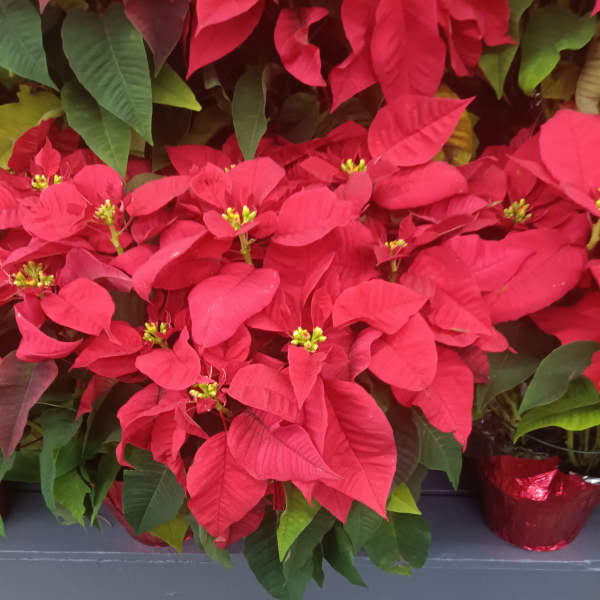 Red poinsettia plants in metallic red pots