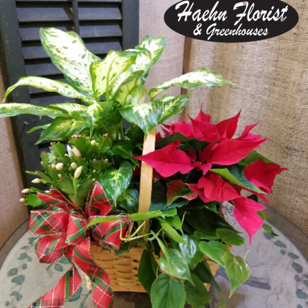 Basket of poinsettias and a variegated houseplant with a plaid bow
