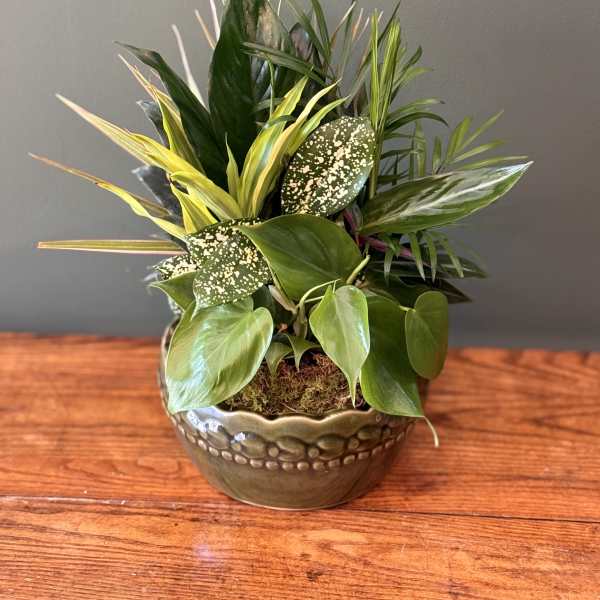 Potted tropical foliage arrangement in a metallic bowl