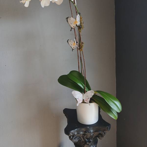 White orchid arrangement in a white pot with butterfly decorations