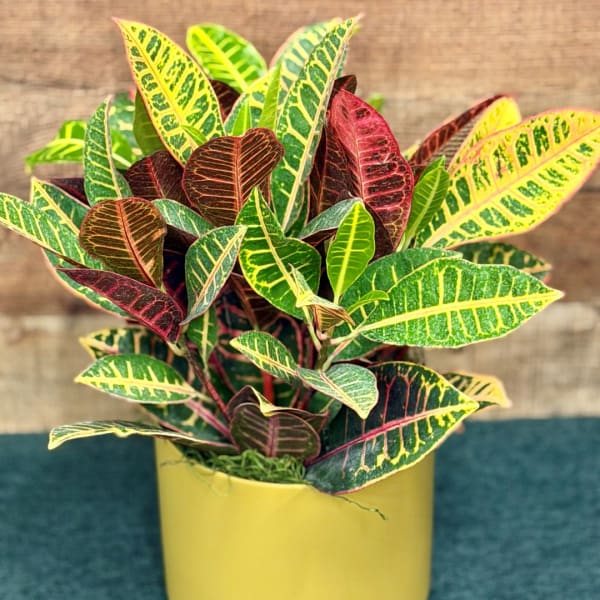 Potted croton plant with multicolored variegated leaves in a yellow container