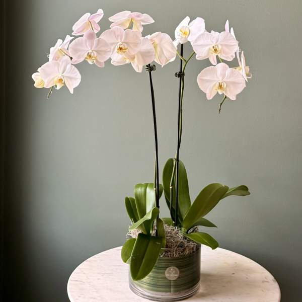Pale pink orchid plant in a green ceramic pot