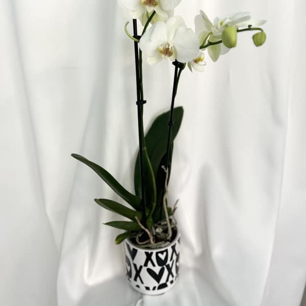 Love Blooms Orchid