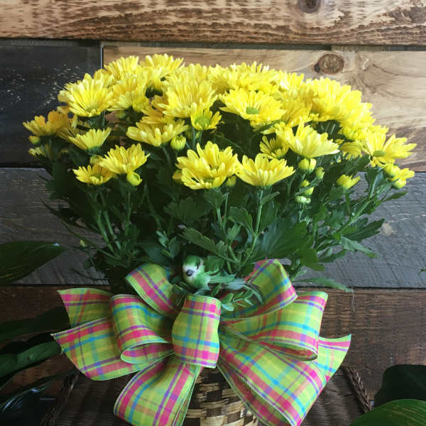 Yellow chrysanthemums in a woven basket with a plaid ribbon
