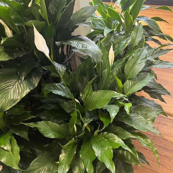 Large peace lily plants with white blooms and glossy green leaves