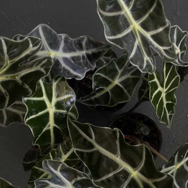 Potted plant with dark green, white-veined leaves on a dark surface