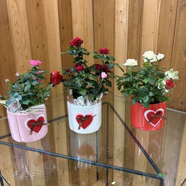 Three potted rose plants in pink, white, and red containers with heart decorations