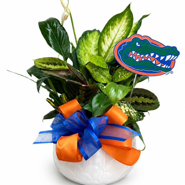 Mixed tropical plant arrangement in a white bowl with orange and blue ribbons