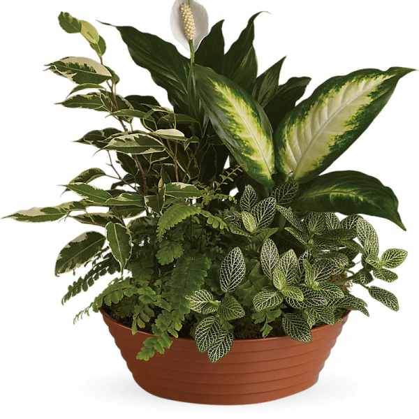 Mixed green houseplants in a terracotta planter with a white peace lily bloom