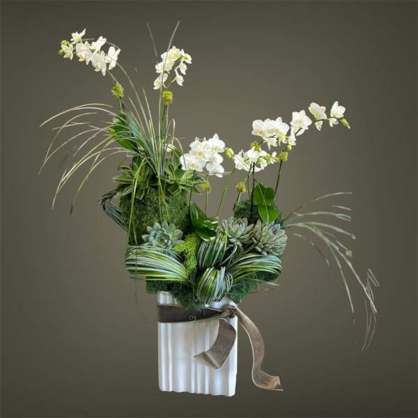 White orchid arrangement in a white vase with succulents and ribbon
