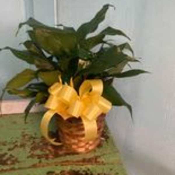 Potted green plant with a yellow ribbon bow