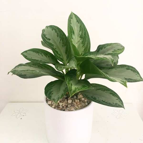Potted green houseplant in a white container with pebbles on top